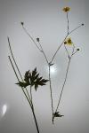 Ranunculus acris
