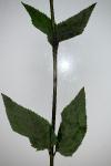 Scrophularia nodosa