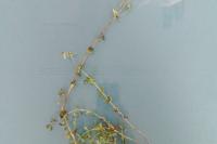 Hypericum pulchrum