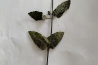 Teucrium scorodonia