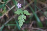 Geranium robertianum