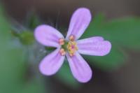 Geranium robertianum