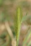 Hordeum murinum