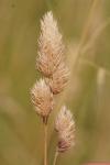 Dactylis glomerata