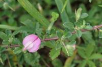 Ononis spinosa
