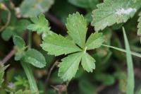 Potentilla reptans