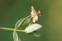 Lysimachia arvensis