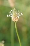 Plantago lanceolata