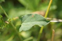 Convolvulus arvensis