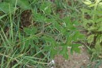 Heracleum sphondylium