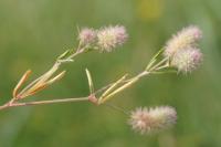 Trifolium arvense