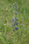 Echium vulgare