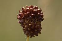 Allium vineale
