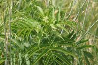 Sambucus ebulus