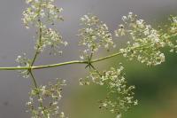 Galium album