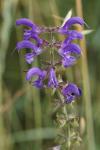 Salvia pratensis