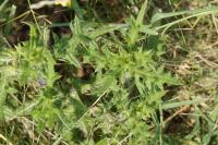 Cirsium vulgare