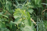 Aristolochia clematitis