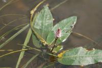 Persicaria amphibia