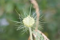 Daucus carota