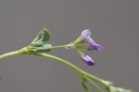Medicago sativa