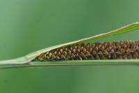 Carex elata