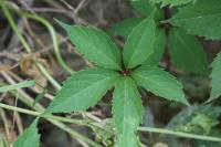 Parthenocissus quinquefolia
