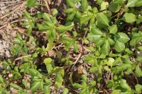 Ludwigia