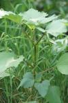 Xanthium orientale