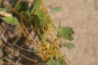 Cuscuta campestris