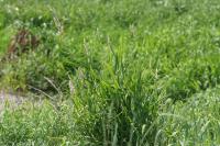 Phalaris arundinacea