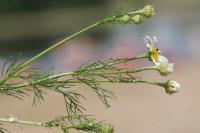 Matricaria chamomilla