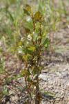 Populus nigra