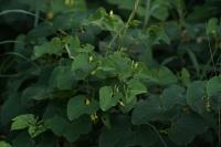Aristolochia clematitis
