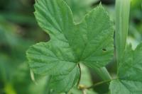 Humulus lupulus