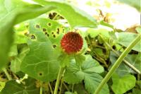 Potentilla indica