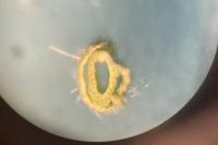 Elymus caninus