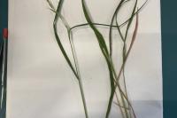 Elymus caninus