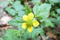 Potentilla indica