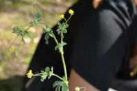 Medicago lupulina