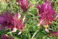 Melampyrum arvense