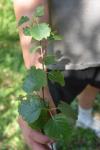 Betula pendula