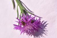Centaurea nigra