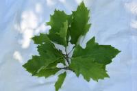 Quercus rubra