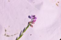 Polygala vulgaris