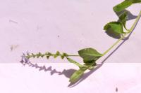Veronica officinalis