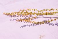 Rumex acetosella