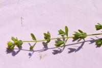 Hypericum pulchrum