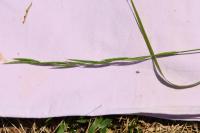 Brachypodium pinnatum