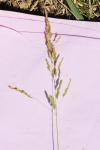 Poa compressa